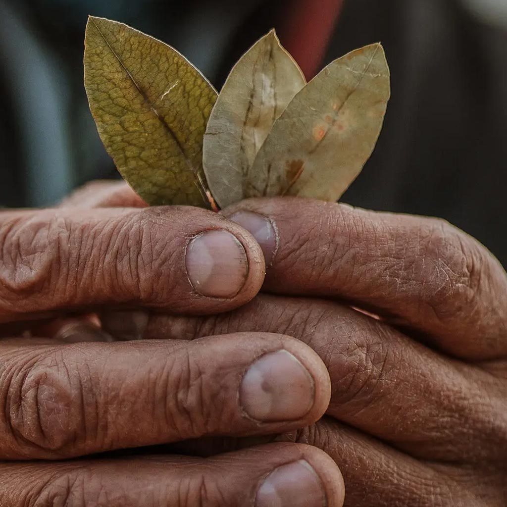 Reading Coca Leaves